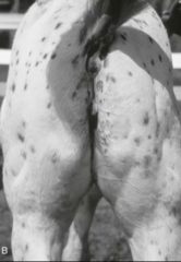 <p>How do you want to percuss the horse if its having muscle issues?</p>
