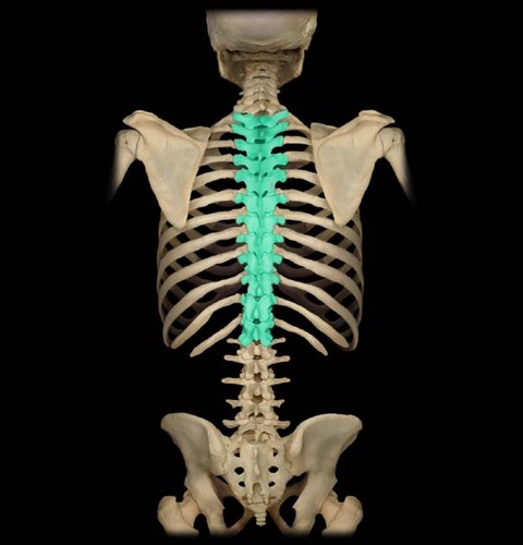 <p>Back chest region</p>