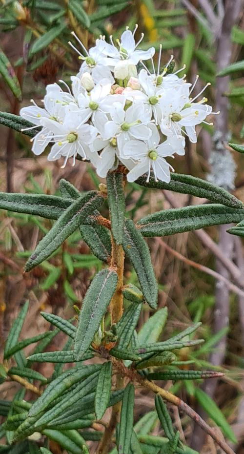<p>Skvattram   (Ericaceae = Ljungväxter)(KÄNN IGEN PÅ BLAD)</p>