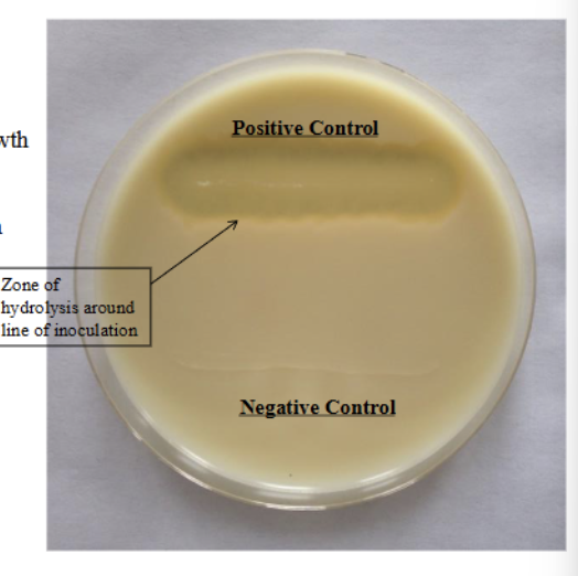 <ul><li><p>Positive = clear zone of hydrolysis around inoculation</p></li><li><p>Negative = NO zone around growth, remains white</p></li></ul><p></p>