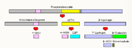 <ul><li><p>POMC is produced: <strong>prohormone, proopiomelanocortin</strong></p></li><li><p><strong>this is cleaved into the <u>active hormones</u></strong>:</p><ul><li><p>ACTH, MSH, beta-lipotrophic hormone, beta-endorphin, enkephalin (an endorphine), CLIP (corticotropin-like-intermediate lobe peptide</p></li></ul></li></ul><p></p>