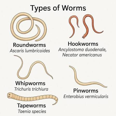 <p>What are these<strong> soil-transmitted heminths</strong> associated with?</p><p>1) <strong>Roundworm</strong></p><p>2) <strong>Hookworm</strong></p><p>3) <strong>Whipworm</strong></p><p>4) <strong>Strongyloides</strong></p>