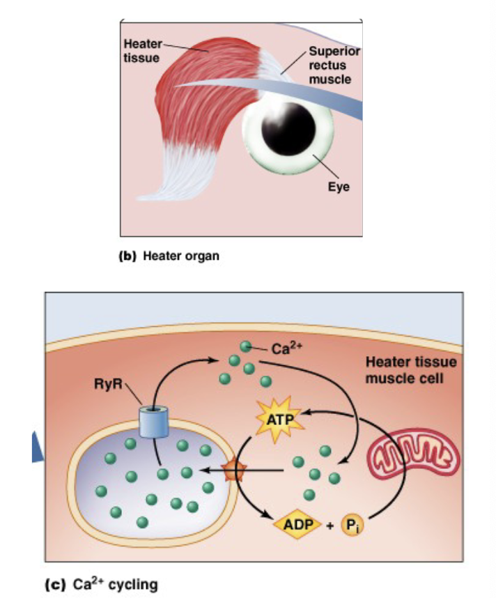 <ul><li><p>trans-differentiation</p></li><li><p>billfish heater organ</p><ul><li><p>uncoupled Ca<sup>2+</sup> release and contraction</p></li><li><p>Ca diffuses down the gradient and is pumped back up → heat is released</p></li></ul></li><li><p>electric organ</p><ul><li><p>lose sarcomeres, increase in size</p></li><li><p>arranged in stacks</p></li></ul></li></ul><p></p>