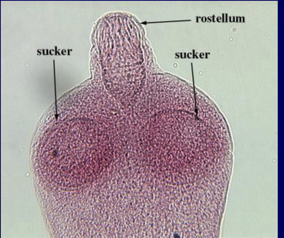 <p>what is the species? </p>