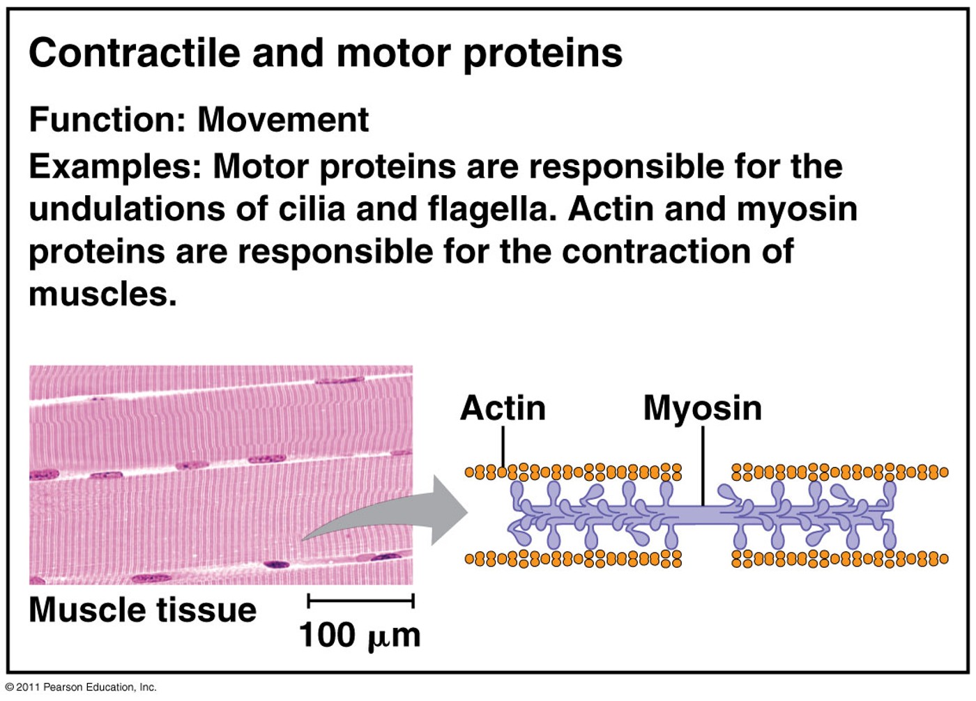 <p>Function: Movement</p><p>Examples: Motor proteins are responsible for the undulations of cilia and flagella. Actin and myosin proteins are responsible for the contraction of muscles</p>