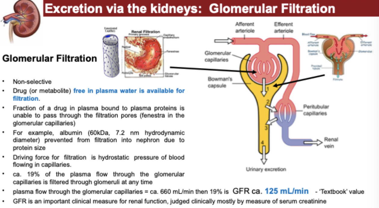 <p>go watch a video going over glomerular filtration</p>