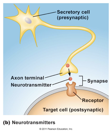 <p>where the secretory cells will ALWAYS be a neuron and <span>the target cell will either be another neuron, a gland, or a muscle</span></p>
