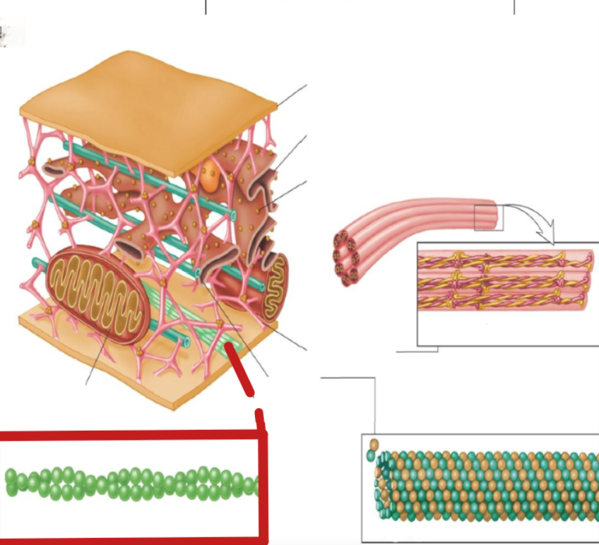 <p>microfilaments</p>