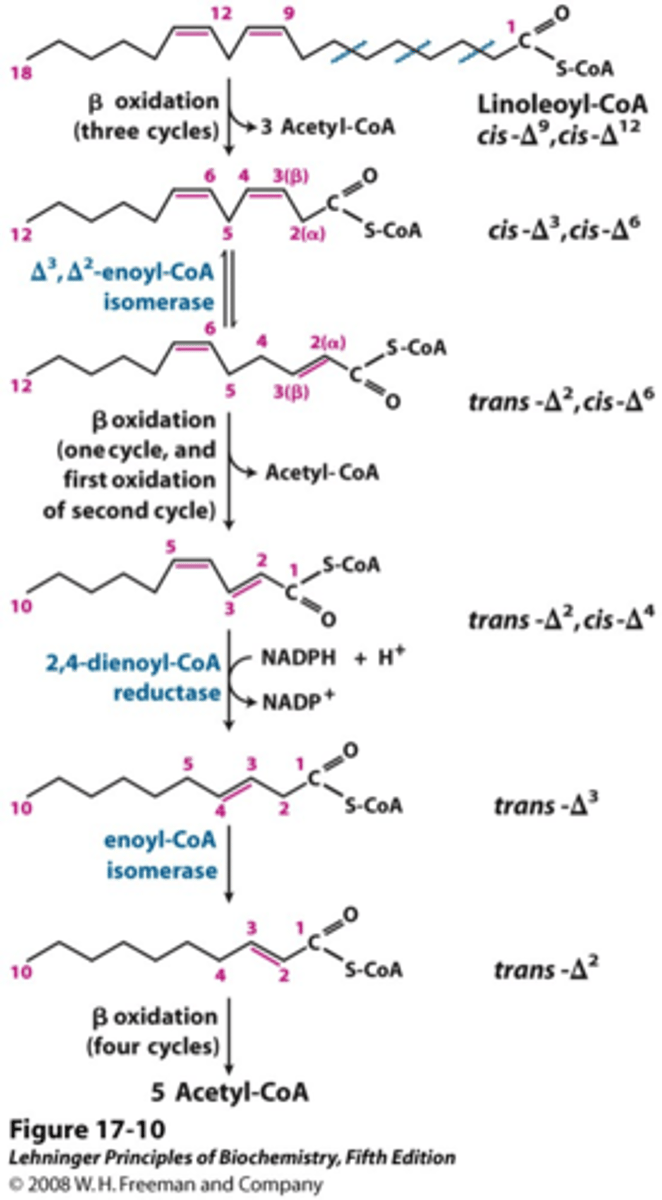 <p>Beta oxidation would proceed normally, up until it produced a cis-∆3,∆6 fatty acid.</p><p>The cis-∆3,∆6 fatty acid would at this point be converted to a trans-∆2 cis-∆6 fatty acid by ∆3,∆2-enoyl-CoA isomerase</p><p>The trans-∆2 cis-∆6 fatty acid is a substrate for the normal hydratase enzyme in step 2 of beta oxidation (enoyl-CoA hydratase).</p><p>This beta oxidation cycle then proceeds normally, leaving a cis-∆4 fatty acid.</p><p>In the next cycle:</p><p>With a cis-∆4 FA substrate, acyl-CoA dehydrogenase produces a trans-∆2 cis-∆4 fatty acid.</p><p>The resulting conjugated double bond cannot be hydrated by enoyl-CoA hydratase --> instead, it is reduced by 2,4-dienoyl-CoA reductase, yielding a trans-∆3 fatty acid.</p><p>The trans-∆3 fatty acid is then converted to a trans-∆2 fatty acid by ∆3,∆2-enoyl-CoA isomerase.</p><p>After this, beta oxidation proceeds normally.</p>