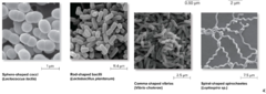 <p>What are the 5 common shapes that bacteria display? What controls these cell shapes?</p>
