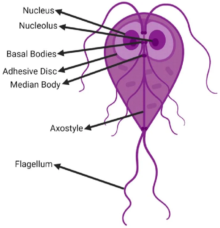 <p>What is the phylum and species of this?</p>