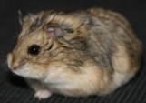 <p>welk type hamster is dit</p>