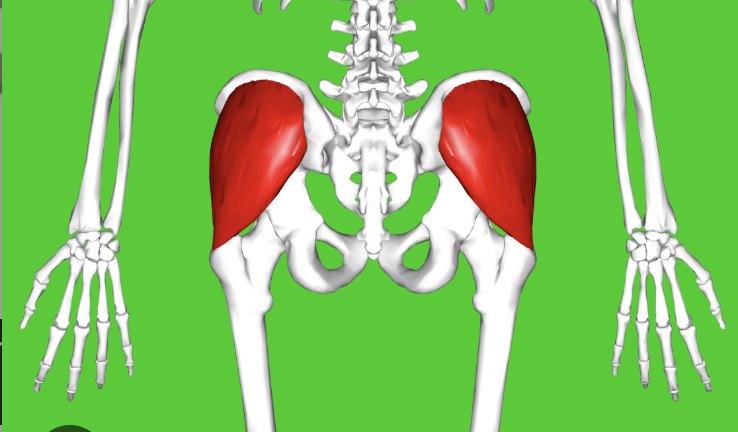 <p>Abducts hip. Medially rotates hip.</p>