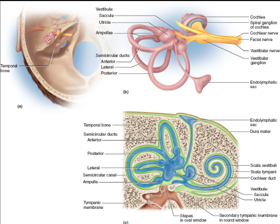 <p>part of the inner ear; fluid found within the membranous labyrinth</p>