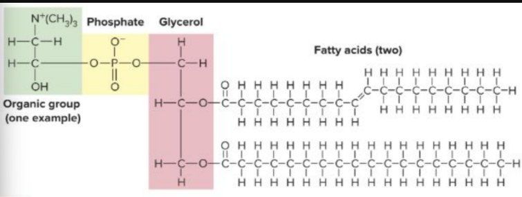 <p>Phospholipids</p>