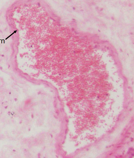<p>naam structuur</p>