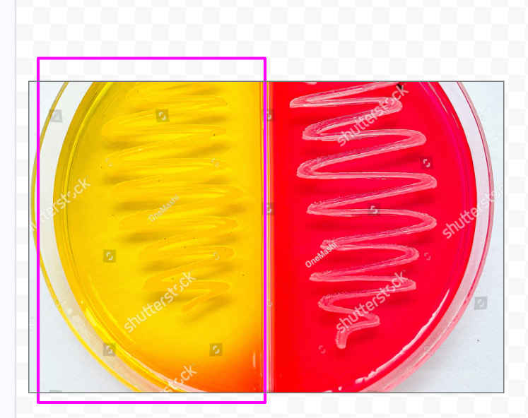 <p><span>The bacteria ferment the mannitol, producing acidic byproducts. This drop in pH causes the phenol red to turn the colony and surrounding agar bright <strong>yellow</strong>.</span> [1, 2]</p><p></p><p>Staphylococcus aureus </p>