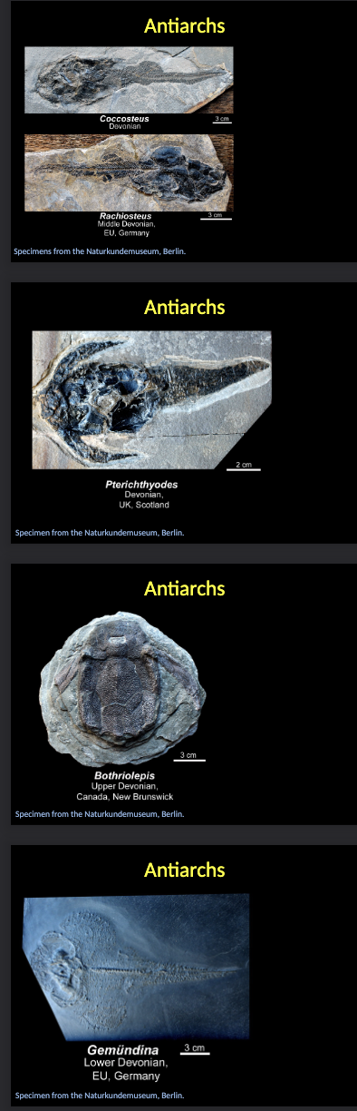 <p><span style="color: rgb(252, 252, 252);">Antiarchs</span></p><ul><li><p><span style="color: rgb(252, 252, 252);">Occur mostly in FRESHWATER environments.</span></p></li><li><p><span style="color: rgb(252, 252, 252);">The anterior part of the body is protected by a CEPHALIC SHIELD consisting of ORNAMENTED plates, which extend over the PECTORAL fins.</span></p></li><li><p><span style="color: rgb(252, 252, 252);">SLOW swimmers in SHALLOW waters.</span></p></li><li><p><span style="color: rgb(252, 252, 252);">Up to TWO meters in length</span></p></li></ul><p></p>