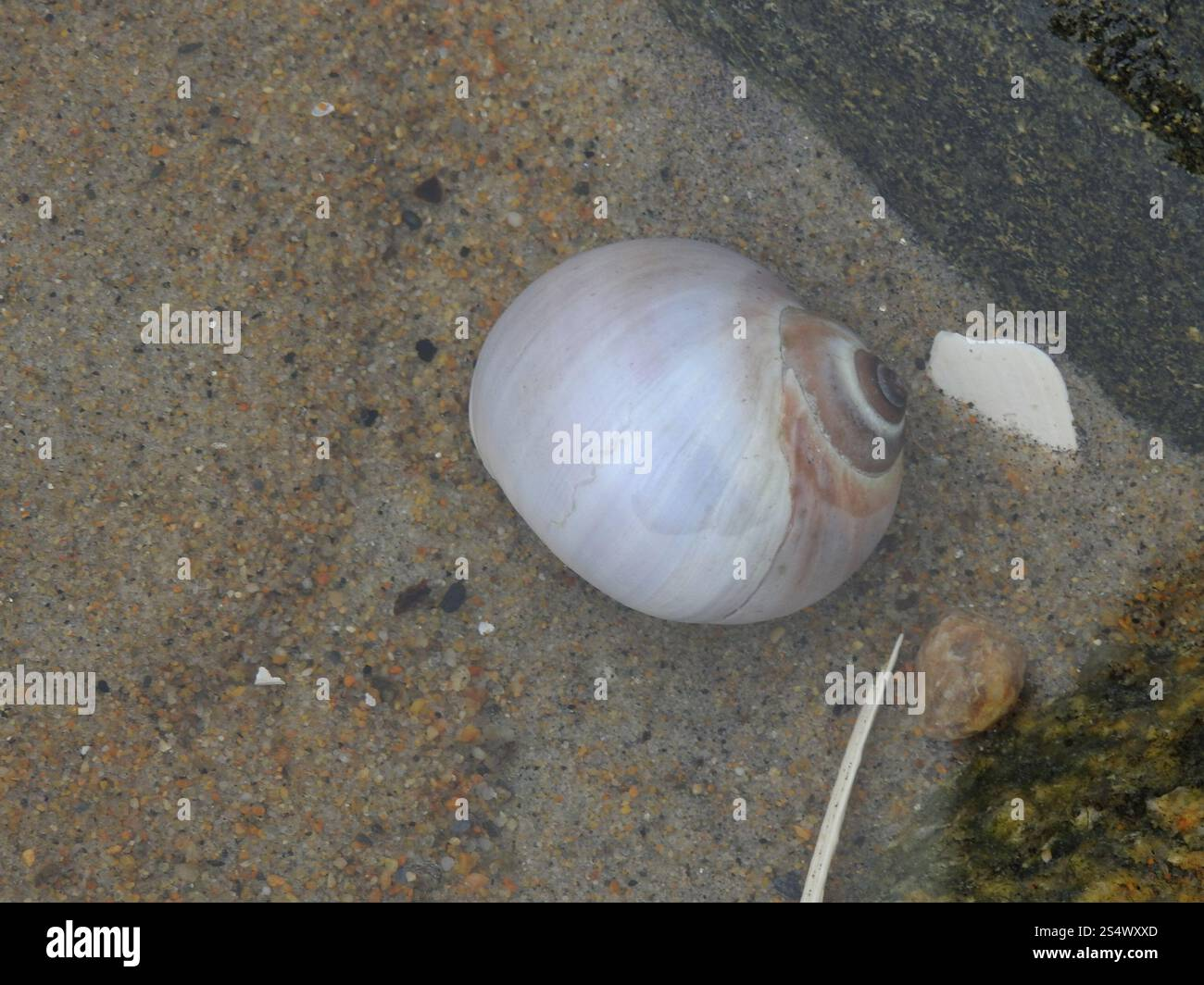 <ul><li><p><span>has been recorded at depths up to 435 meters (1,427 ft)</span></p></li><li><p><span>Northern moon snails are voracious predators of clams and other snails. They use their powerful foot to plow under the sand in search of prey. Once a mollusk is located, the snail drills a neat, countersunk hole into the shell using its radula, secretes digestive enzymes, and consumes the liquefied contents</span></p></li><li><p><span>Females lay eggs in a unique structure called a sand collar.</span></p></li></ul><p></p>