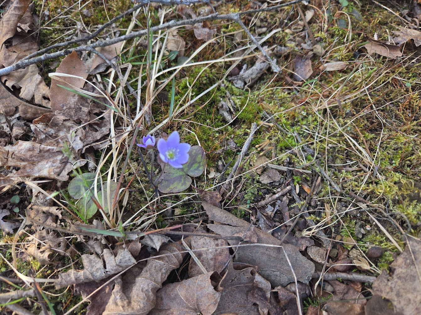 <p><strong>(<em>Hepatica americana</em>)</strong> – Small woodland plant with 3-lobed leaves (rounded tips) and early spring flowers ranging from blue to purple, pink, or white. Found in dry to mesic deciduous forests. <strong>Autotroph; evergreen basal leaves; commonly mycorrhizal.</strong><br><strong>Uses:</strong> Primarily ornamental and ecological value; limited historical medicinal use; <strong>not considered edible</strong>.</p>