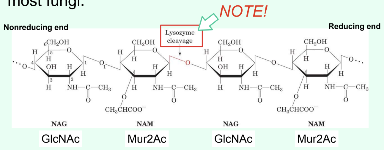 <p><strong>Breaks down Gram-positive bacterial cell walls</strong>.</p>