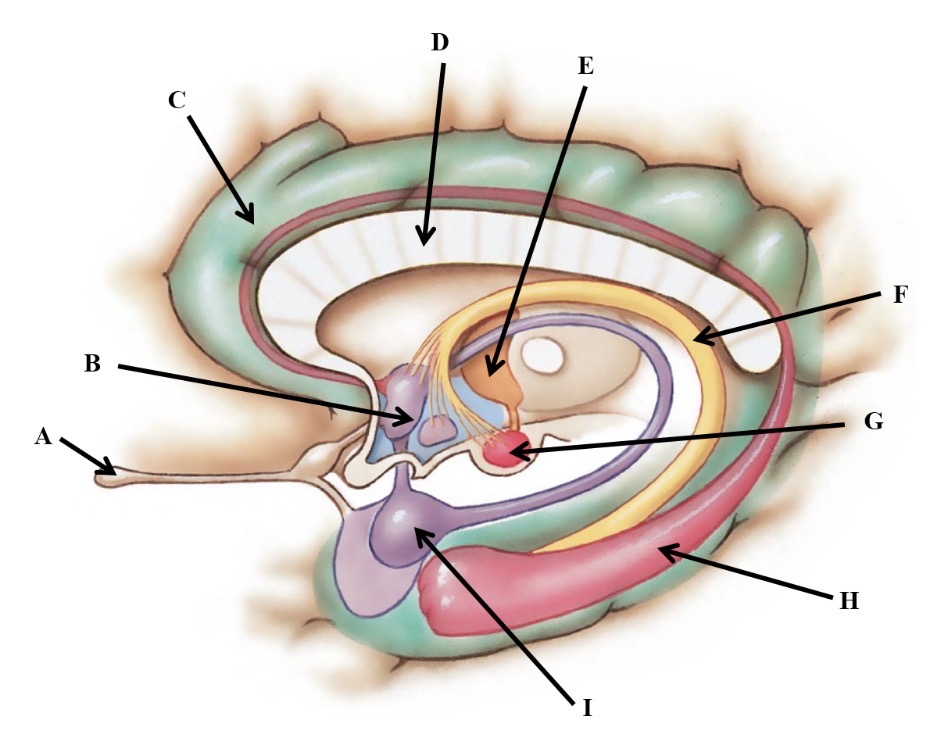<p>I</p>