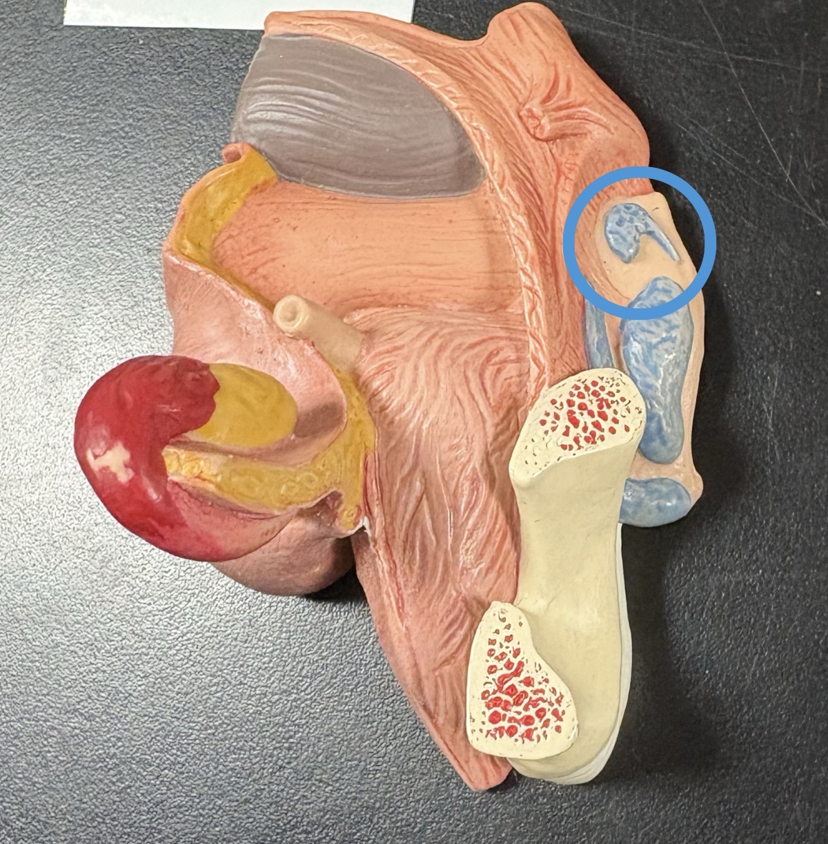 <p>posterior to clitoris </p>