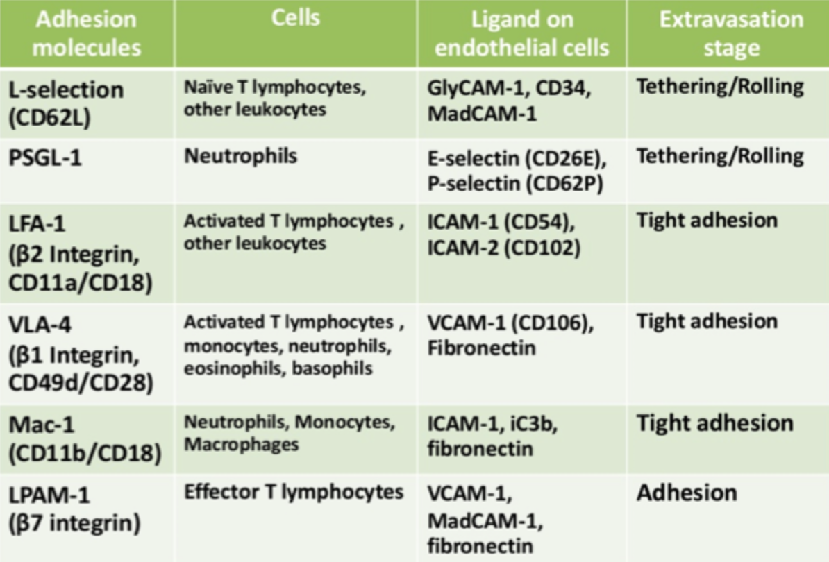 <p>Fordi de ikke kun bruges til celle-matrix-adhæsion, men også kan deltage i <strong>celle-celle-adhæsion</strong>.</p>