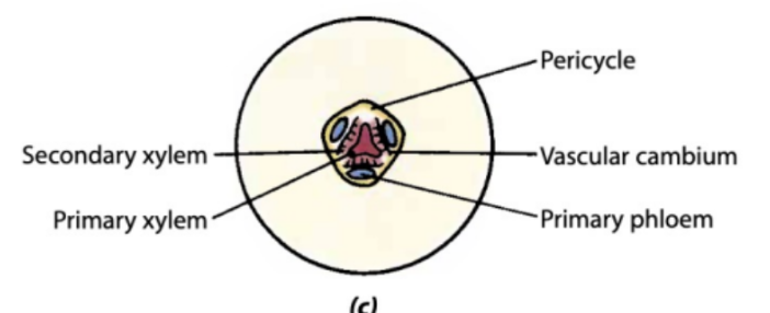 <p>what stage of growth is this root</p>