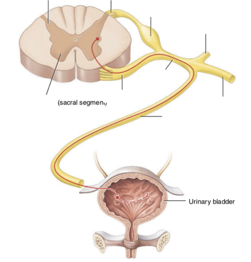 <p><strong>reflexive micturition</strong></p><p>-controlled by ____</p><p>-stimulated by ____</p><p>-___ nerves carry:</p><p>→ ____</p><p>→ ___</p><p>-detrusor contracts, internal sphincter relaxes</p>