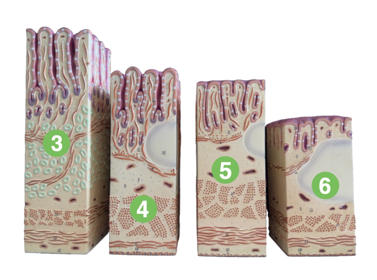 <p>Which segment of the digestive tract is (5) pointing to?</p>