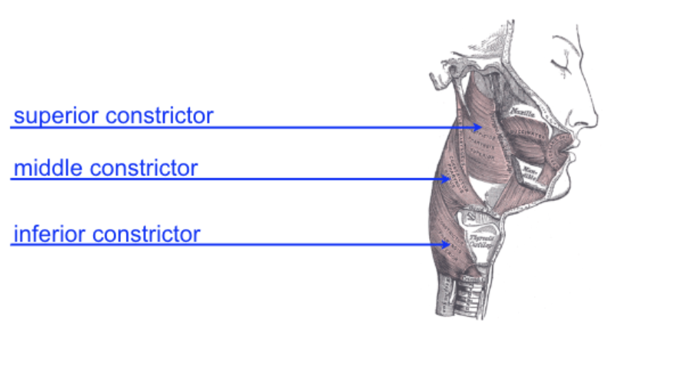 <p>superior, inferior, and middle constrictors</p>