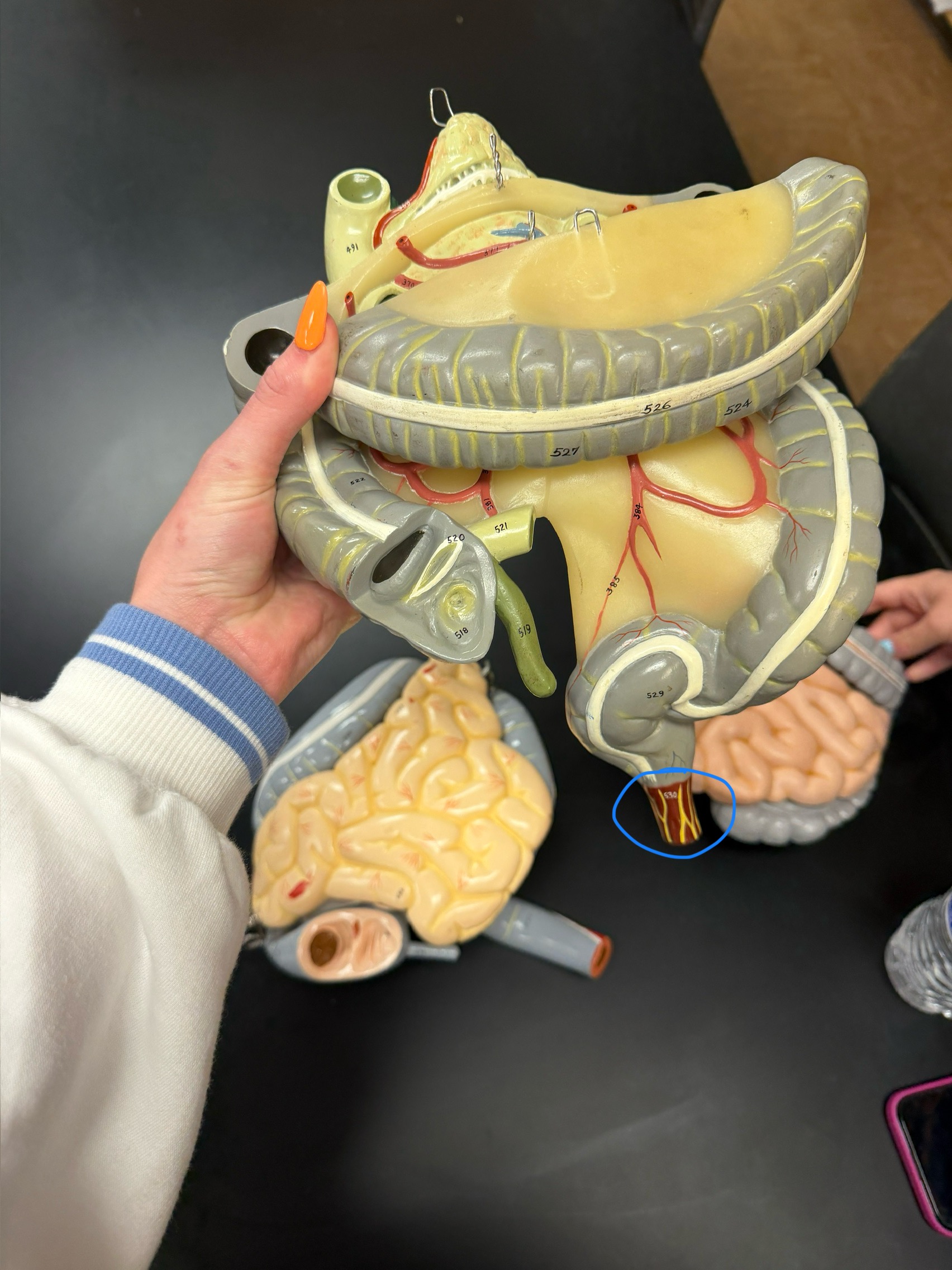 <p>name this region</p>