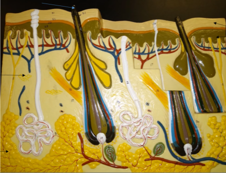 <p>What is this layer (deep layer)?</p>