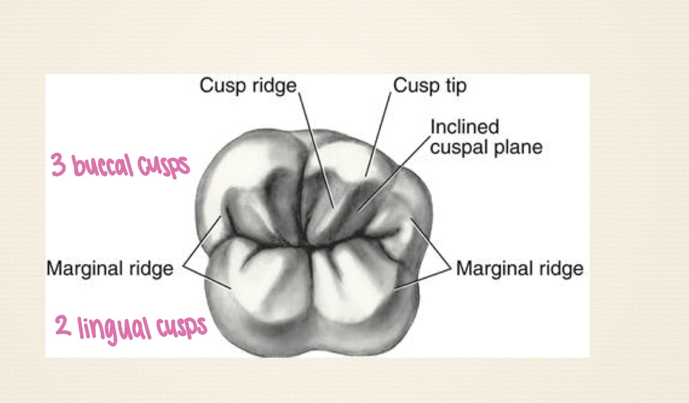 <p>Along the borders of enamel; form mesial and distal margins</p>