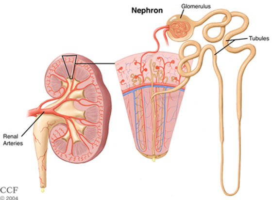 <p>nephron!</p>