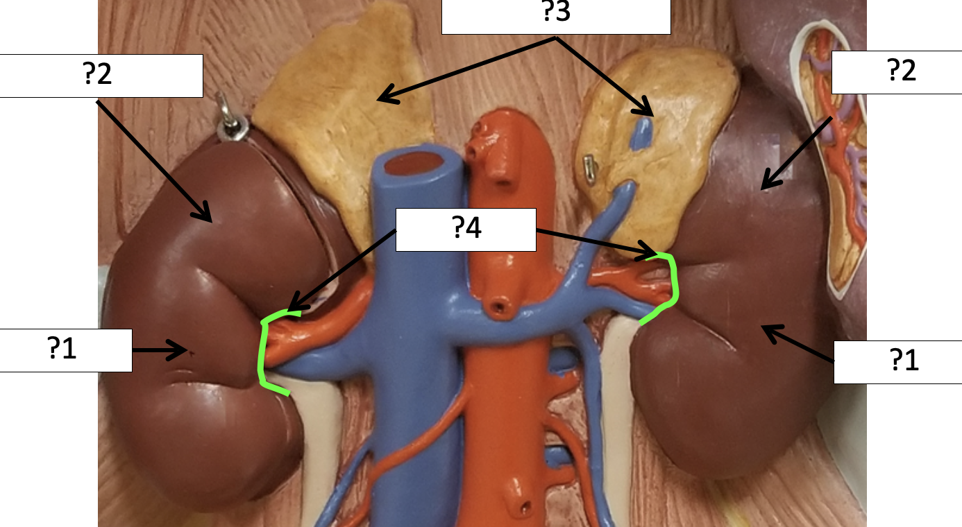 <p>1 Name the organ?</p>