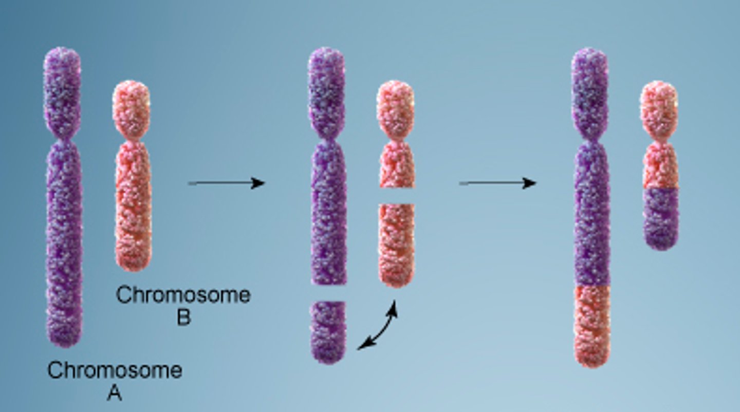 <p>Change to a chromosome in which a fragment of one chromosome attaches to a nonhomologous chromosome.</p>