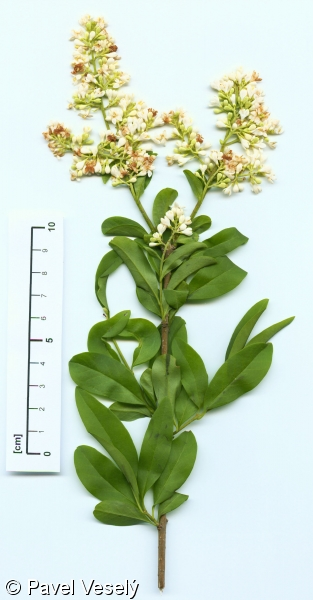 <p>vstřícné kopinaté listy s hladkým okrajem, malé čtyřlisté bílé kvítky, <strong>černé bobule</strong></p>