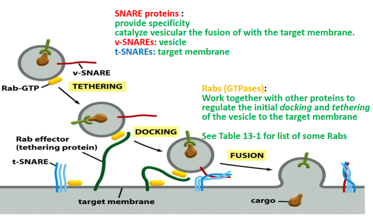 <p>SNAREs and Rabs</p>