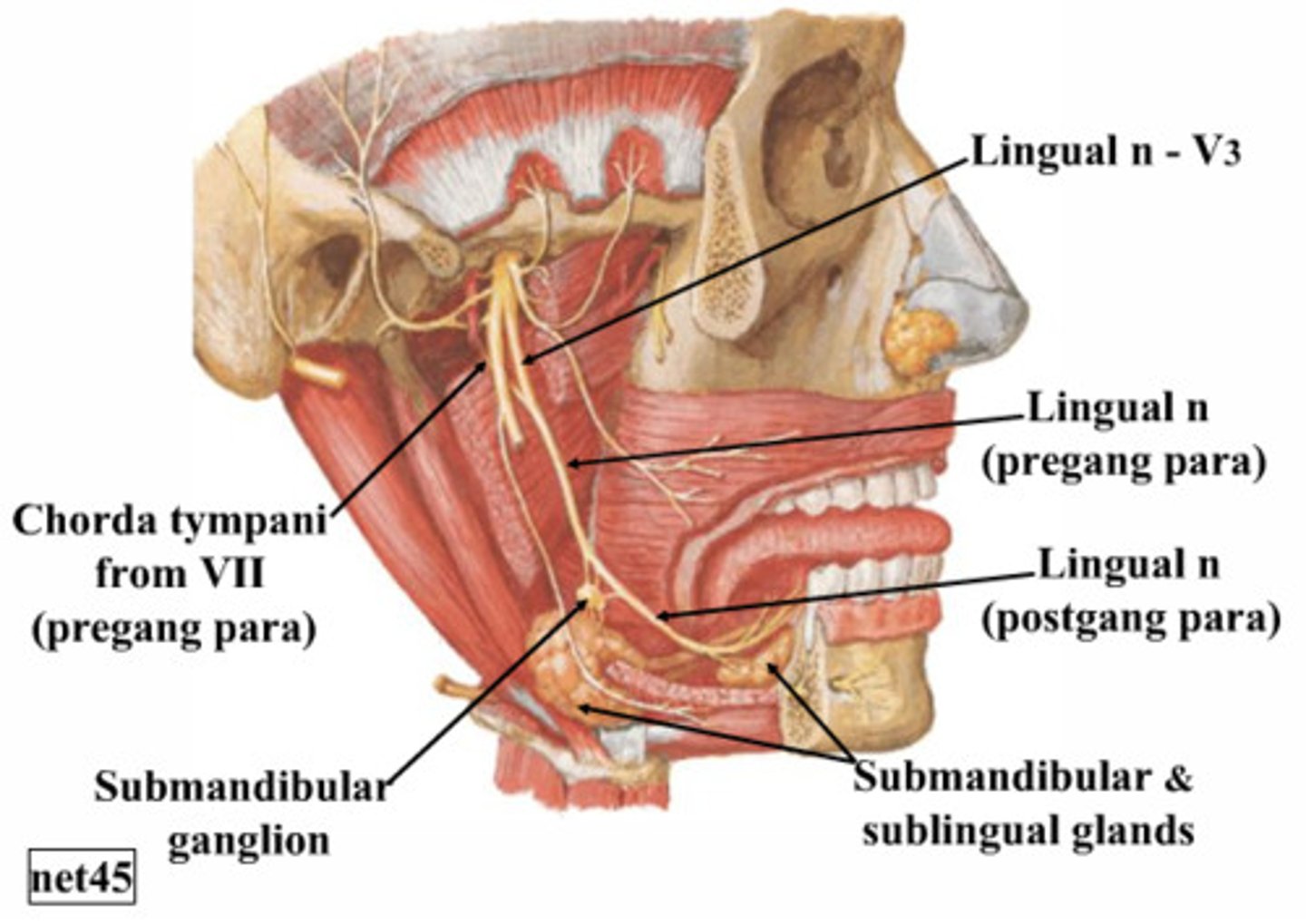 <p>What does the submandibular ganglion branch of the lingual nerve innervate?</p>