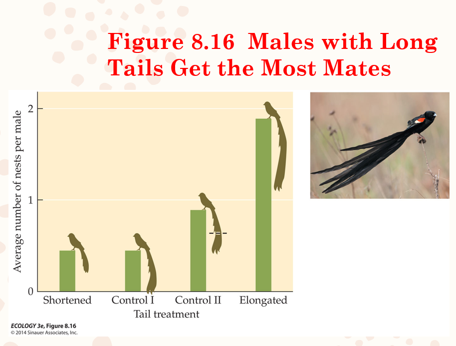 <p>The sex with the most parental investment is usually choosy (females). This usually results in intersexual selection </p><p>Males compete against each other  based on coloration, behavior, or best territory (intrasexual selection)</p><p>Leads to males being showy and females being drab</p><p>Usually easier to select based on secondary sexual characteristics than territory quality.</p>