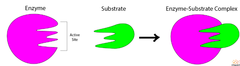 <ul><li><p><span>The <strong>active site</strong> of an enzyme is a small part of its structure that has a <strong>unique 3D shape</strong>.</span></p></li><li><p><span><strong>The shape is complementary to that of its specific substrate molecule</strong>.</span></p></li></ul><img src="https://assets.knowt.com/user-attachments/68c89f7b-6005-4ab5-aab9-be38be0f9c5b.png" data-width="100%" data-align="center"><img src="https://assets.knowt.com/user-attachments/bfc40957-4ed4-48f6-9bb6-02cfea1f62fb.png" data-width="100%" data-align="center"><p></p>