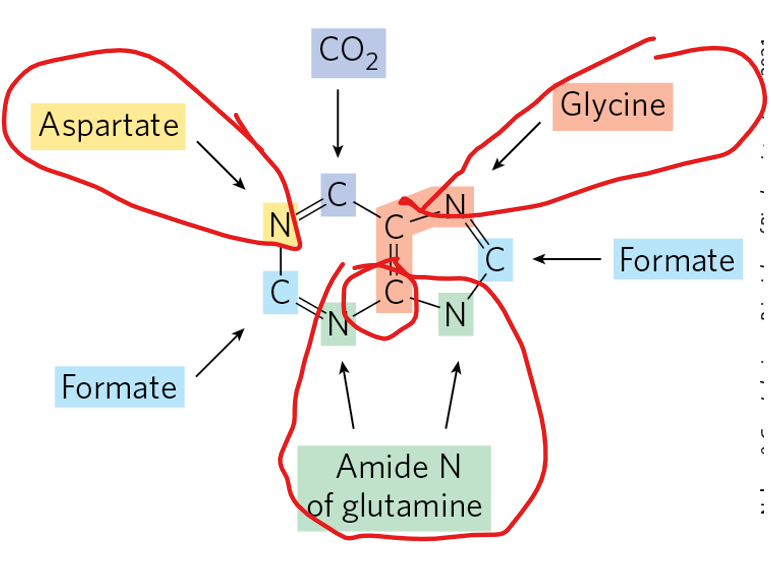 <ul><li><p>The purine synthesis pathway is long, involving many intermediate steps before the first complete purine nucleotide, <strong>inosine monophosphate (IMP)</strong>, is formed.</p></li><li><p>In the early steps, PRPP is <strong>aminated by glutamine</strong>, adding the first nitrogen, followed by the addition of atoms from glycine, formyl-tetrahydrofolate, and other donors to progressively build the two-ring purine structure</p></li></ul><p></p><p>We are going to individually repeat the 3 main takeaways:</p><ol start="2"><li><p>Where does nitrogen come from?</p></li></ol><p></p>