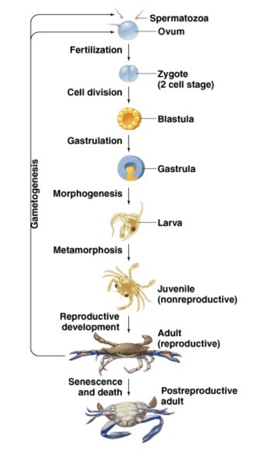 <ul><li><p>genetic</p><ul><li><p>passing on DNA</p></li></ul></li><li><p>behavioral</p></li><li><p>physiological </p><ul><li><p>changes in body function</p></li></ul></li><li><p>hormonal regulation</p><ul><li><p>producing gametes, sexual maturation</p></li></ul></li><li><p>bottom line - need to pass on genetic info</p></li></ul><p></p>
