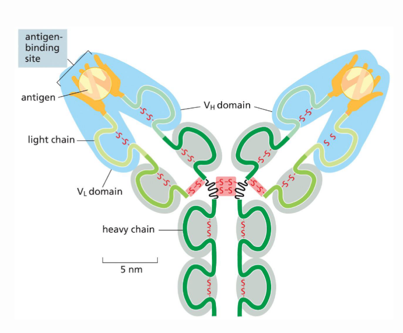 <p>Composed of four peptide chains (2 identical light chains and two identical heavy chains). They are all held together by disulfide bonds</p>
