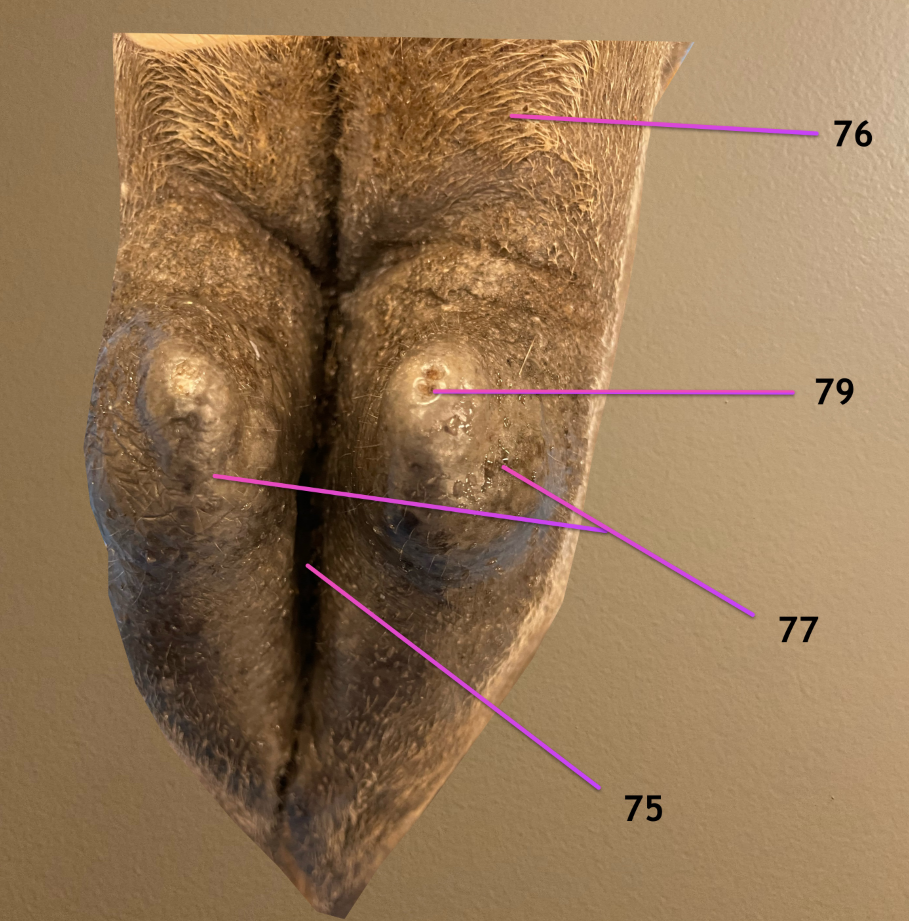 <p>view of mammary gland</p><p>.</p><p>label 75-77, 79</p>