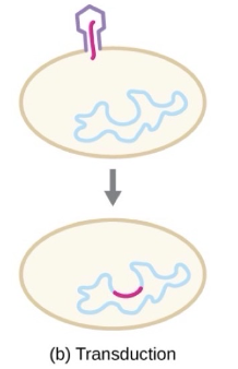 <p>mechanism of horizontal gene transfer in bacteria in which genes are transferred through viral infection</p>
