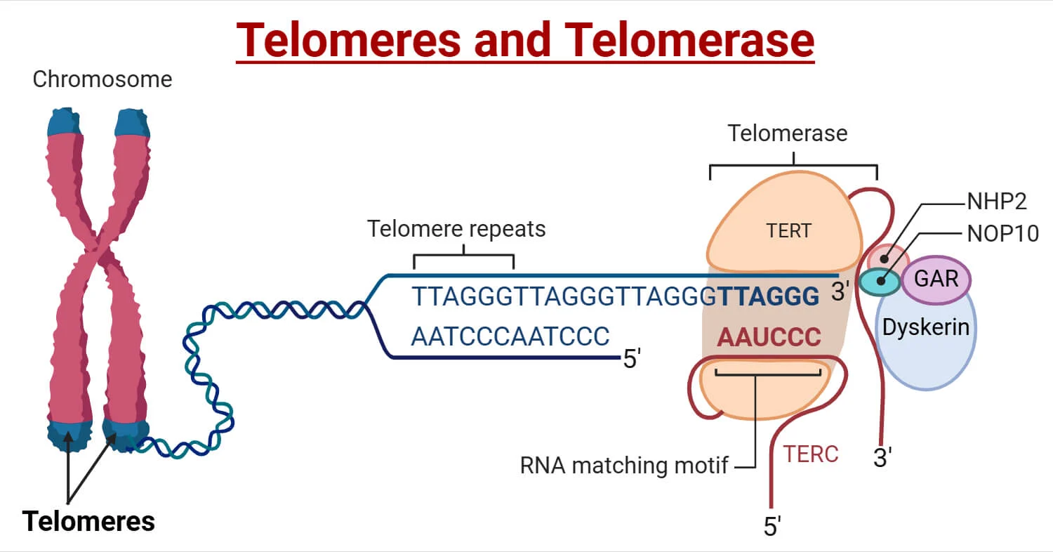 <p>Telomerase is an enzyme that functions to lengthen telomeres and prevent shortening</p><p>It is composed of a catalytic protein subunit (TERT) and a functional RNA template (TER) arranged in a ring-like structure. The telomerase would bind to the sequence at the end of a telomere and synthesize DNA using the enzyme telomerase reverse transcriptase.</p>