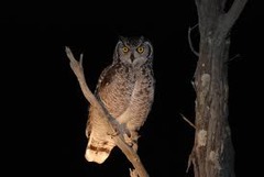 <p>/nɒkˈtɜː.nəl/</p><p>active at night</p><p>relating to the night or happening at night:</p><p>nocturnal hours He spends the nocturnal hours in his observatory.</p><p>nocturnal habits Researchers surveyed 1,000 married women about their nocturnal habits.</p>